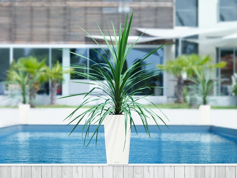 39_addi_cubico_color_30_w_cordyline_large Lechuza Cubico Color - All in One Set - Nucsoara 22 cm - imagine 6