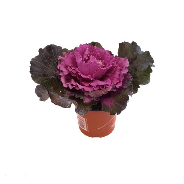 Brassica - Varza ornamentala - imagine 1