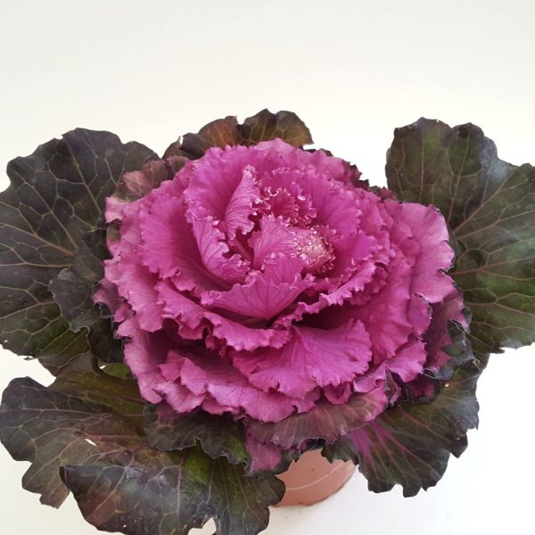 Brassica - Varza ornamentala - imagine 2