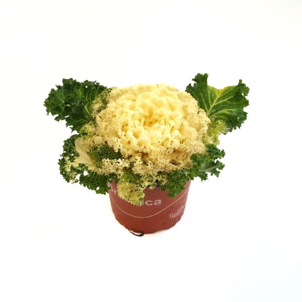 Brassica - Varza ornamentala - imagine 3