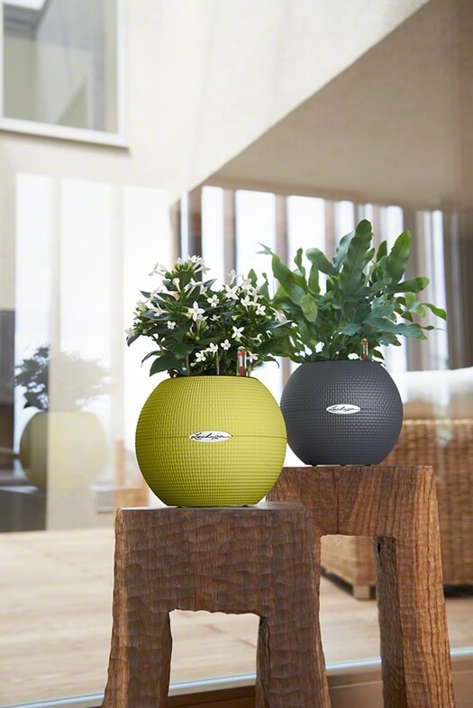 Lechuza Puro Color - All In One - Gri 20 cm - imagine 5