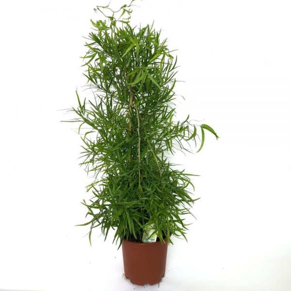 Asparagus falcatus - imagine 2