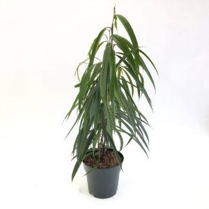 Ficus Alii - imagine 3
