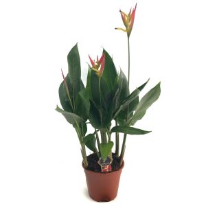 Heliconia