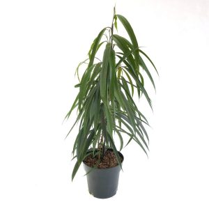 Ficus Alii