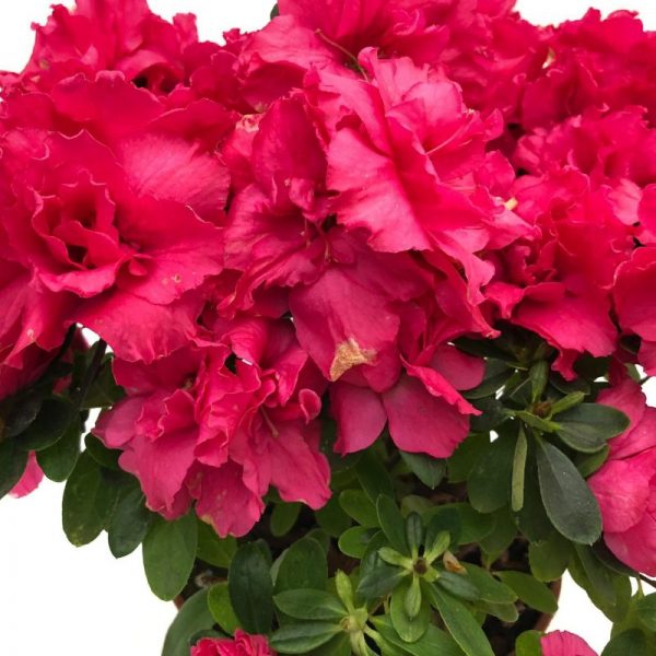 Rhododendron-Azalee micro - imagine 2