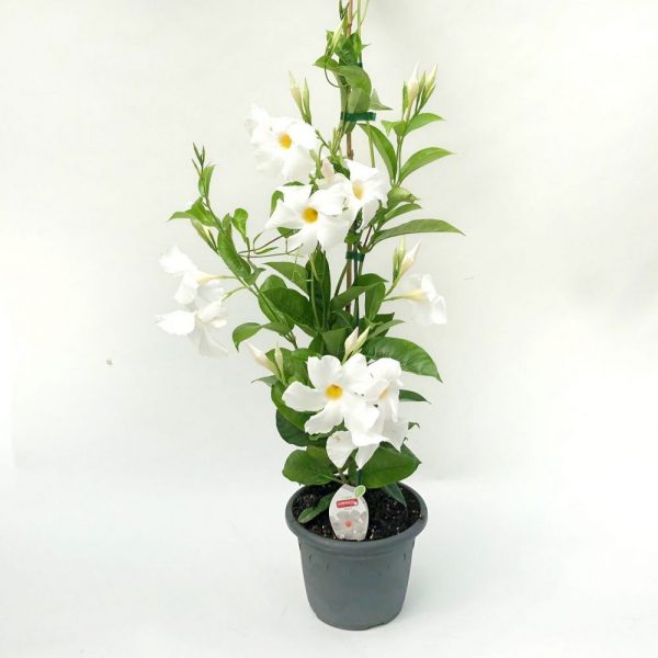 Dipladenia Romania