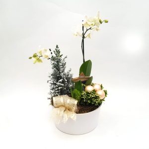 Heliconia - imagine 2