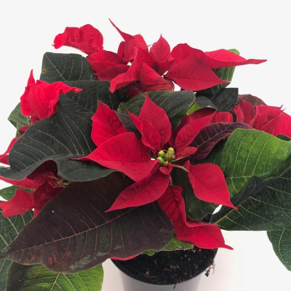 plante de toamna