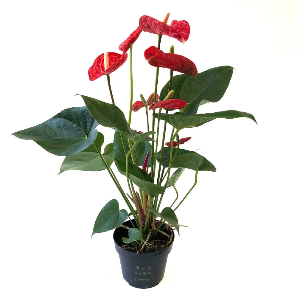 Anthurium - Floarea flamingo