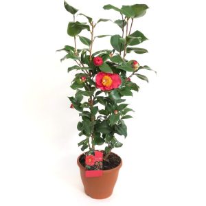 Camelia japonica mare