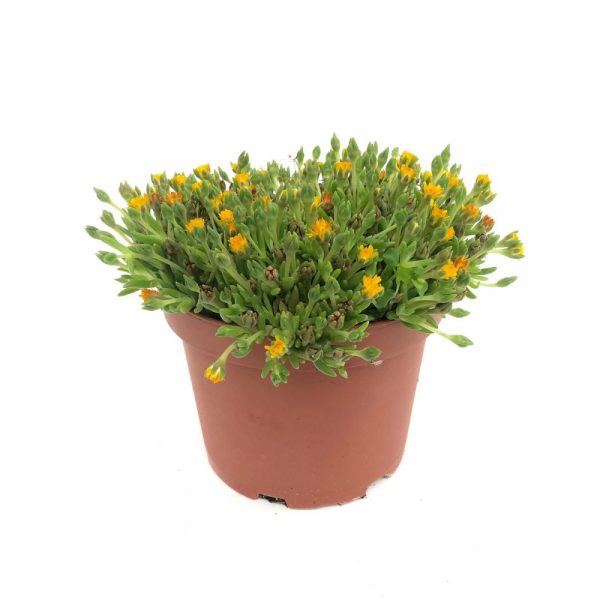 Suculente premium - Mesimvrianthemum
