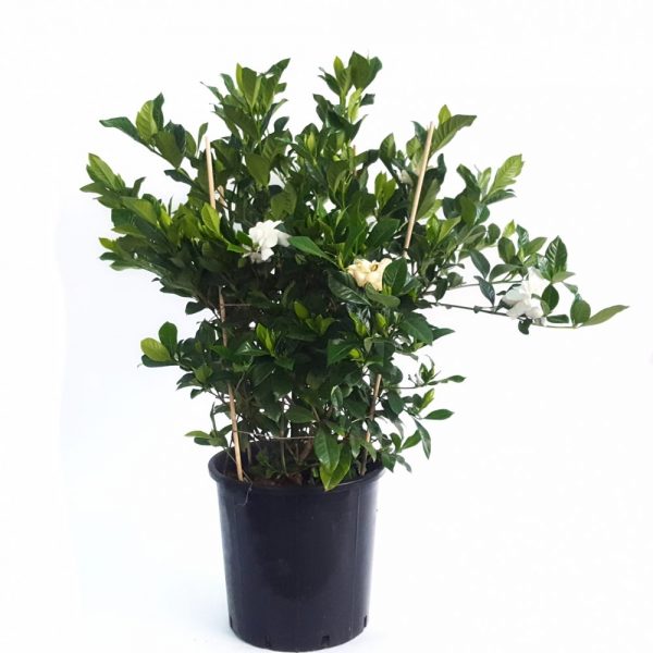 Gardenia mare la ghiveci