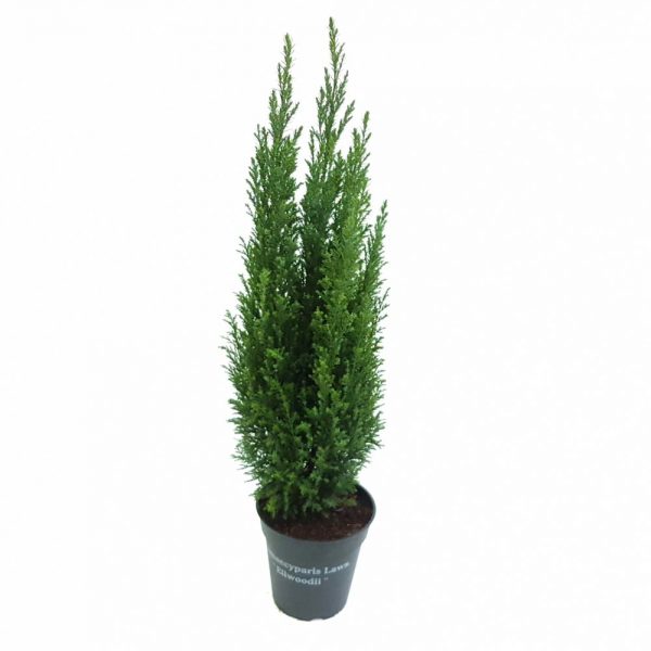 Chamaecyparis Ellwoodii