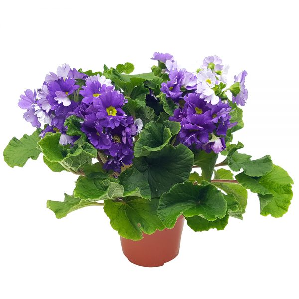 Primula obconica