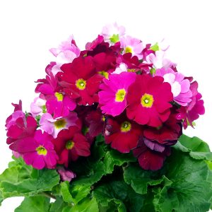 Primula obconica - imagine 3