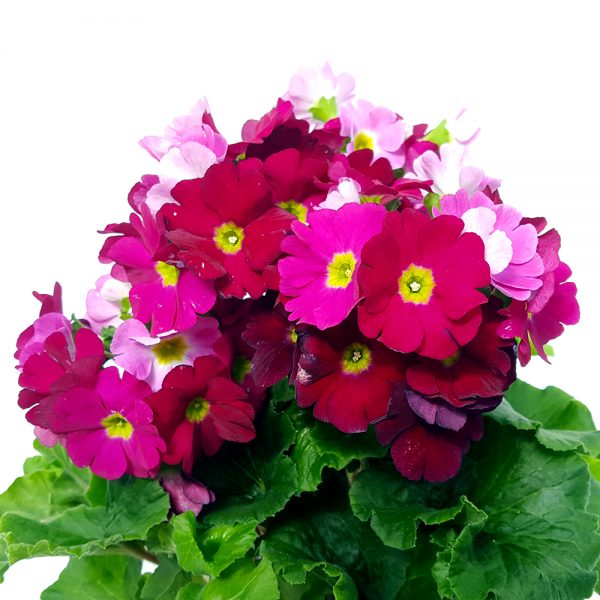 Primula obconica - imagine 3