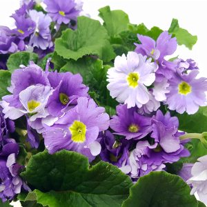 Primula obconica - imagine 8