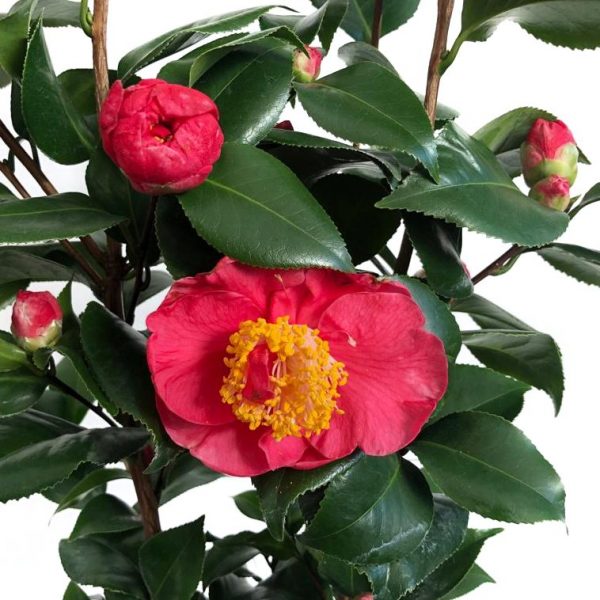 Camelia japonica mare - imagine 2