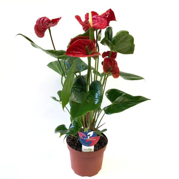 Anthurium - Floarea flamingo