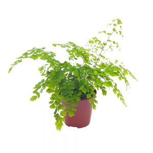 Adiantum Fragrans