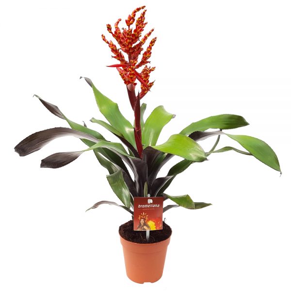 Aechmea cu floare rosie - imagine 3