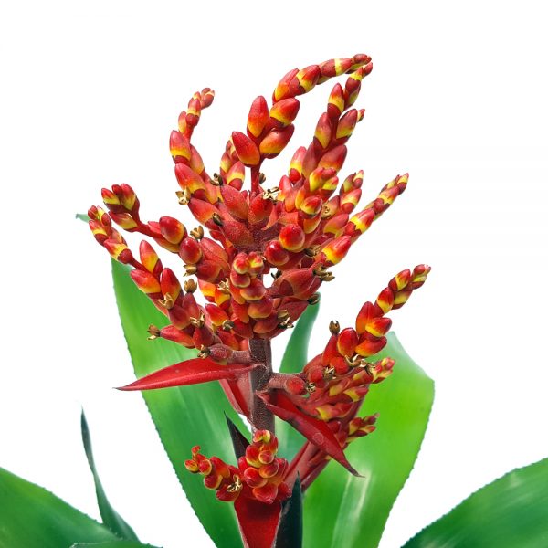 Aechmea cu floare rosie - imagine 4