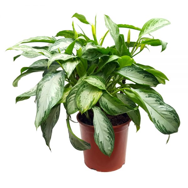 Aglaonema Premium