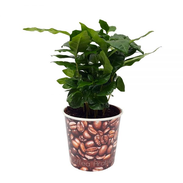 Arbore de cafea in pahar mare