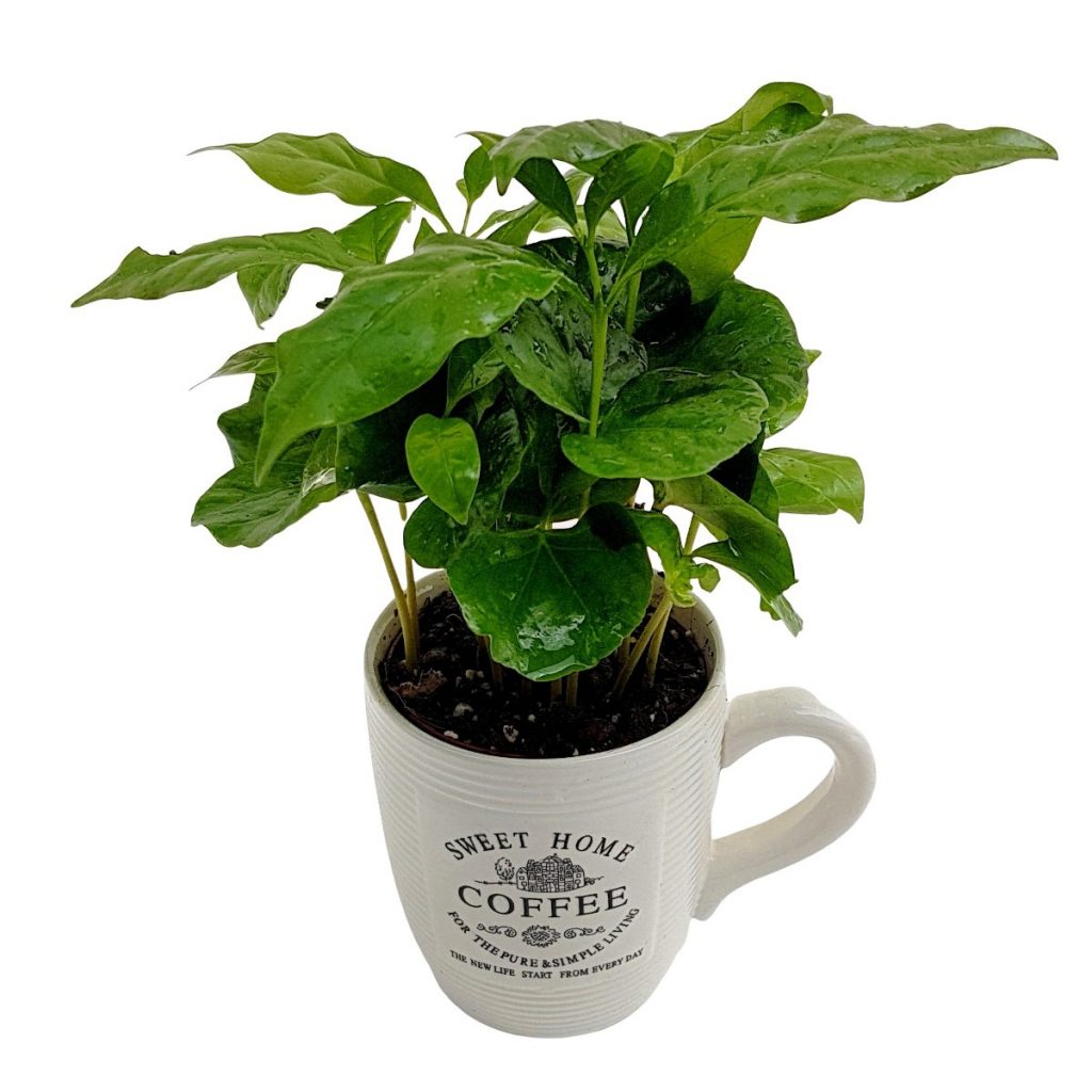 Arbore de cafea Coffea Arabica in cana ceramica