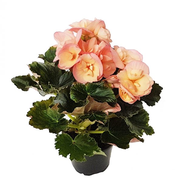 Begonia Borias