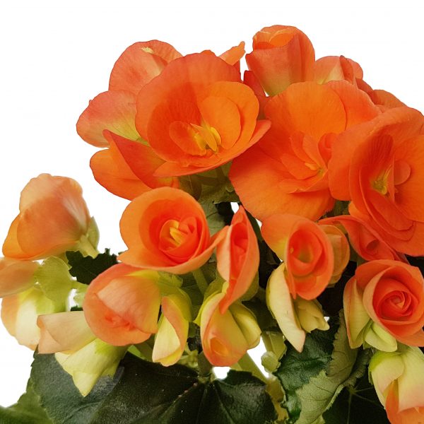 Begonia Elatior D9 - imagine 5
