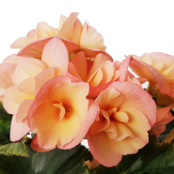Begonia Elatior D9 - imagine 9