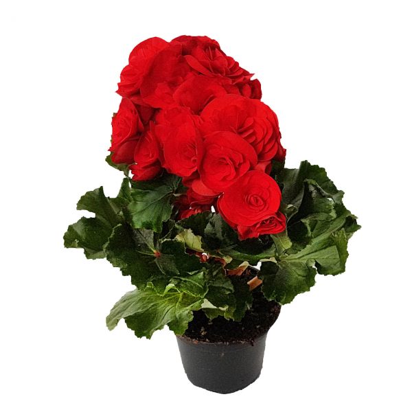 Begonia Elatior