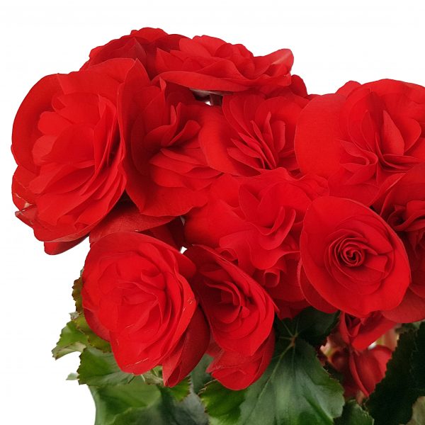 Begonia Elatior - imagine 4