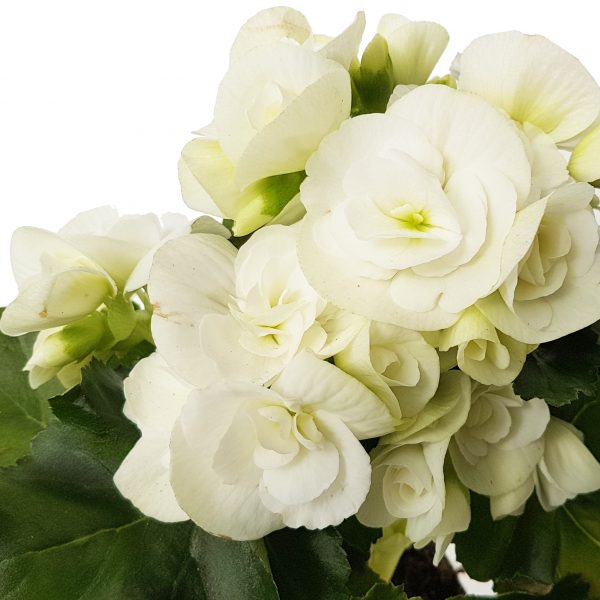 Begonia Elatior D9 - imagine 7