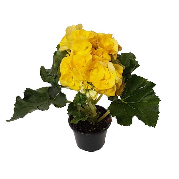 Begonia Elatior D9 - imagine 2