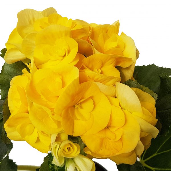 Begonia Elatior - imagine 3