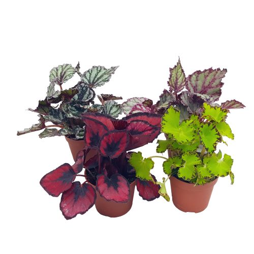 Begonia rex mica