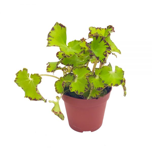 Begonia rex mica - imagine 3