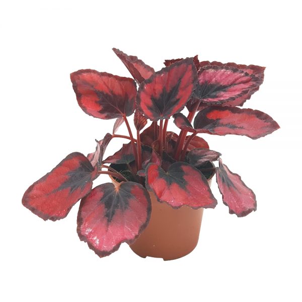 Begonia rex mica - imagine 4