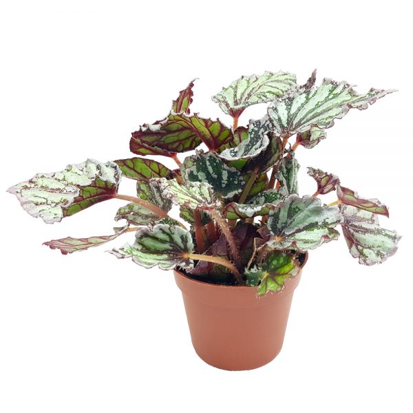 Begonia rex mica - imagine 5