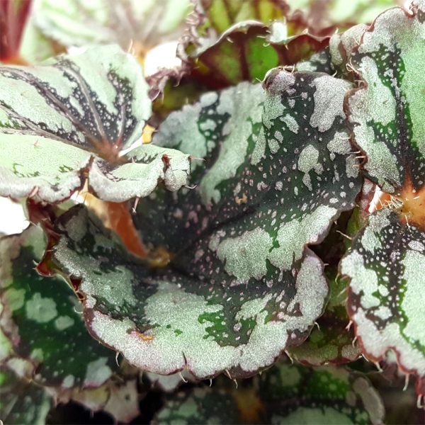 Begonia rex mica - imagine 6