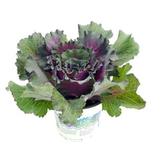 Brassica - Varza ornamentala - imagine 7