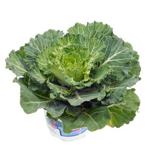 Brassica - Varza ornamentala - imagine 6