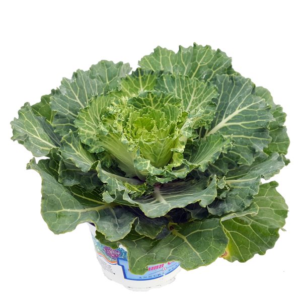 Brassica - Varza ornamentala - imagine 6