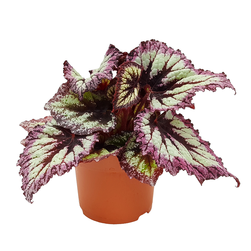 Begonia Rex mare