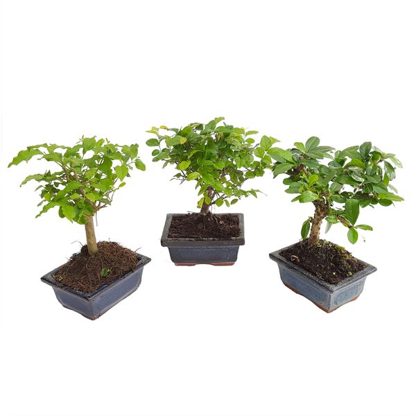 Bonsai ghiveci 11-13 cm Floraria Trias