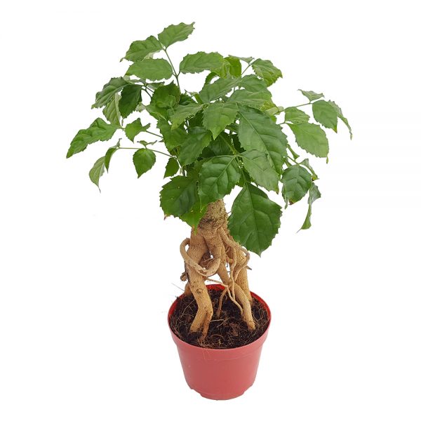 Bonsai radermachera - imagine 2