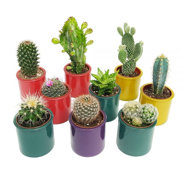 5 lucruri interesante despre cactusi – Floraria Trias